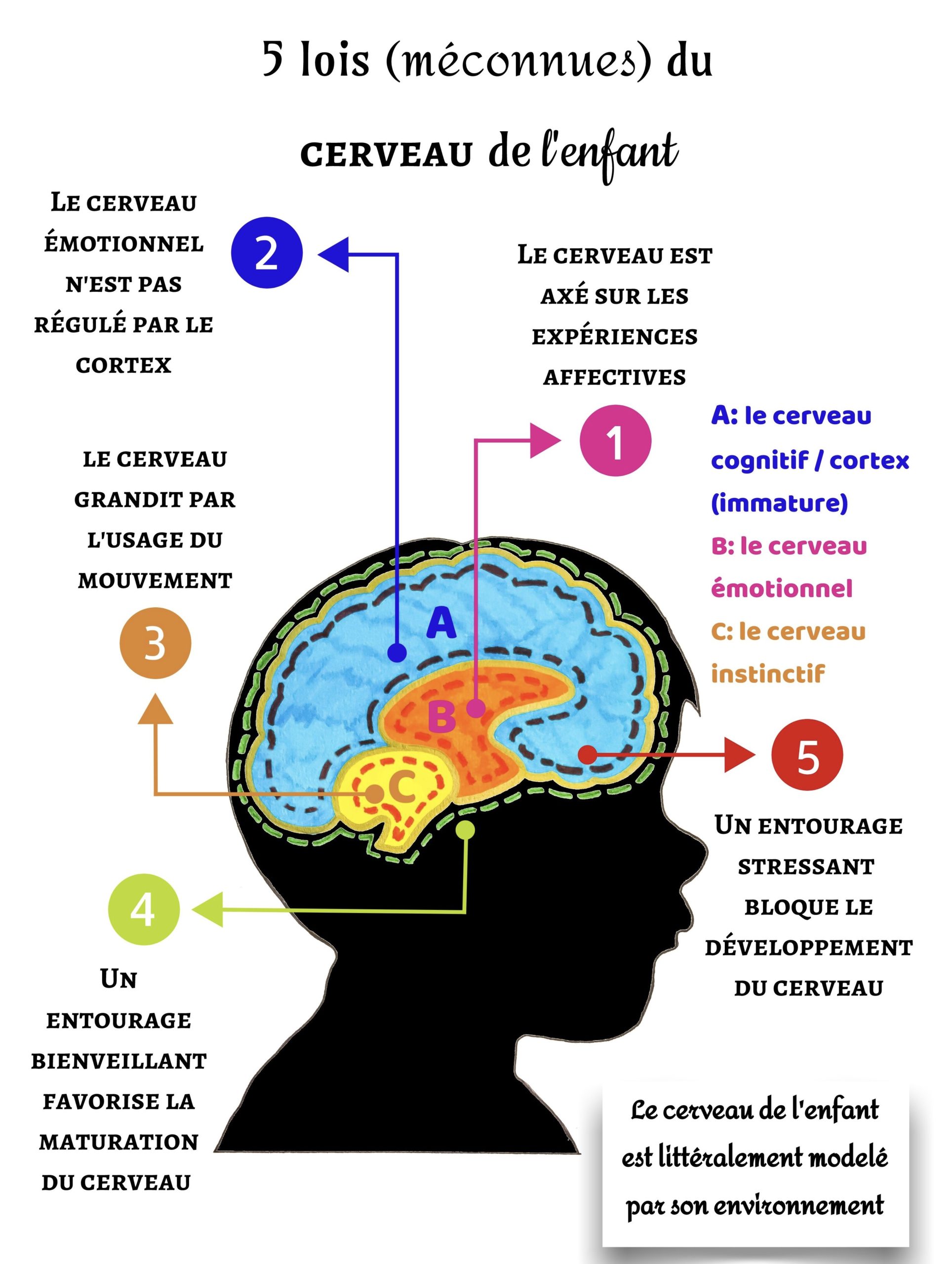 émotions et cerveau
